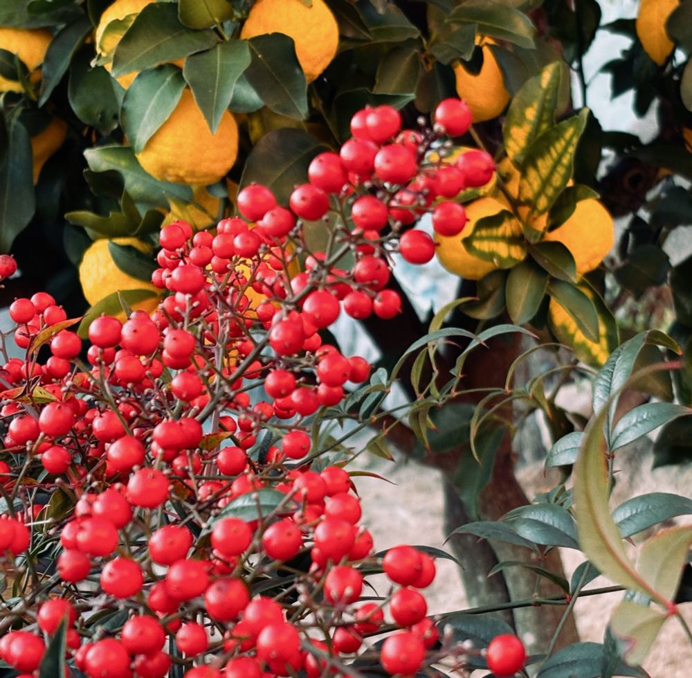 庭の木々が実を生らせている写真。花柚と、南天(だと思う…)