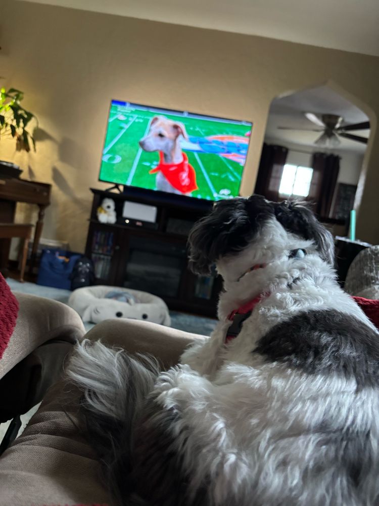 Dog looking at a tv showing the puppy bowl