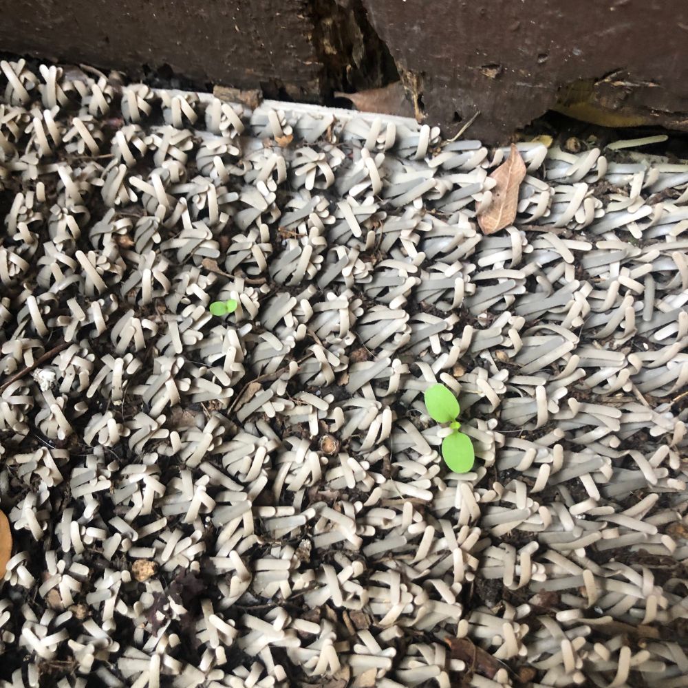 Two plants growing in my cheap door mat that’s made from artificial materials  