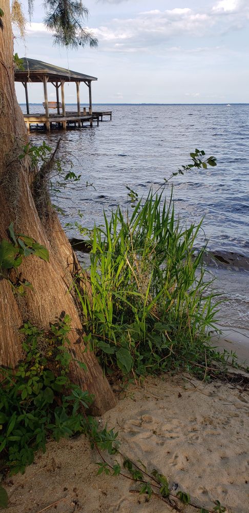 The shore at Lake Waccamaw, NC.