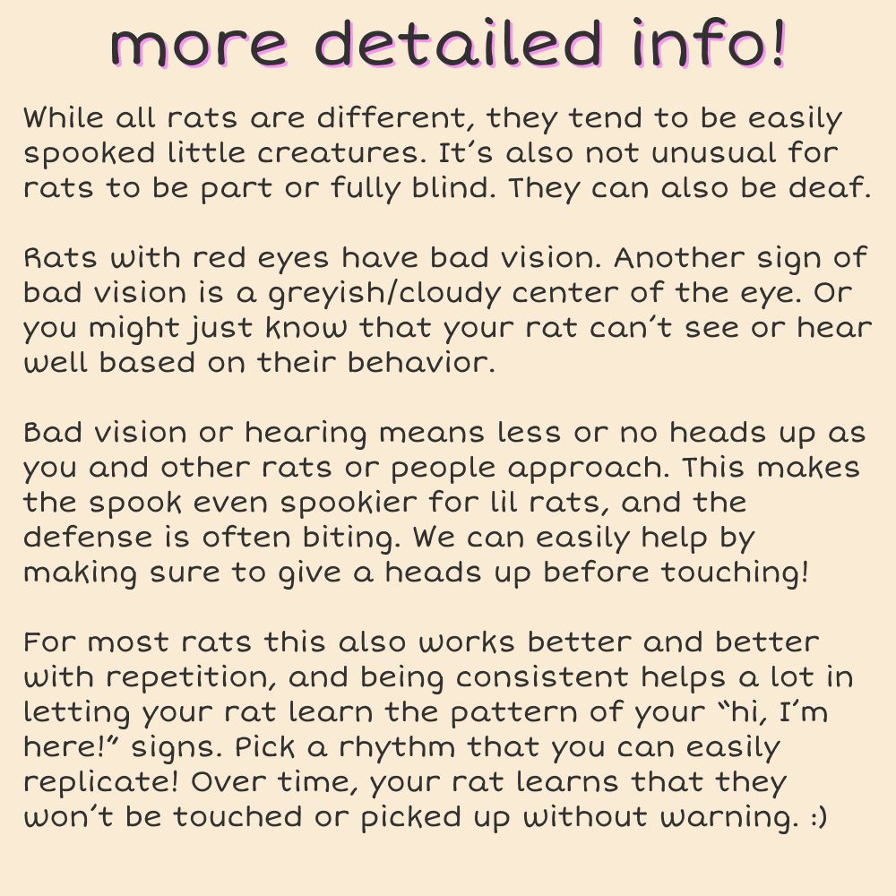 Title text: More detailed info. Body text: While all rats are different, they tend to be easily spooked little creatures. It's also not unusual for rats to be part or fully blind. They can also be deaf. Rats with red eyes have bad vision. Another sign of bad vision is a greyish or cloudy center of the eye. Or you might just know that your rat can't see or hear well based on their behaviour. Bad vision or hearing means less or or no heads up as humans, and other rats, approach them. This makes the spook even spookier for lil rats, and the defense is often biting. We can easily help by making sure to give a heads up before touching them! For most rats this also works better and better with repetition. Being consistent helps a lot in letting your rat learn the pattern of your "hi, I'm here!" signs. Pick a tap-tap rhythm that you can easily replicate! Over time, your rat learns that they won't be touched or picked up without warning.