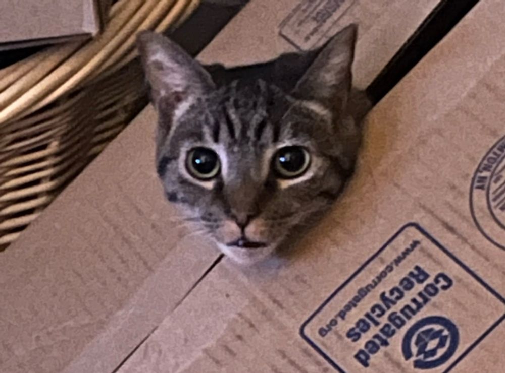 Tabby cat’s head sticking out of a cardboard box 