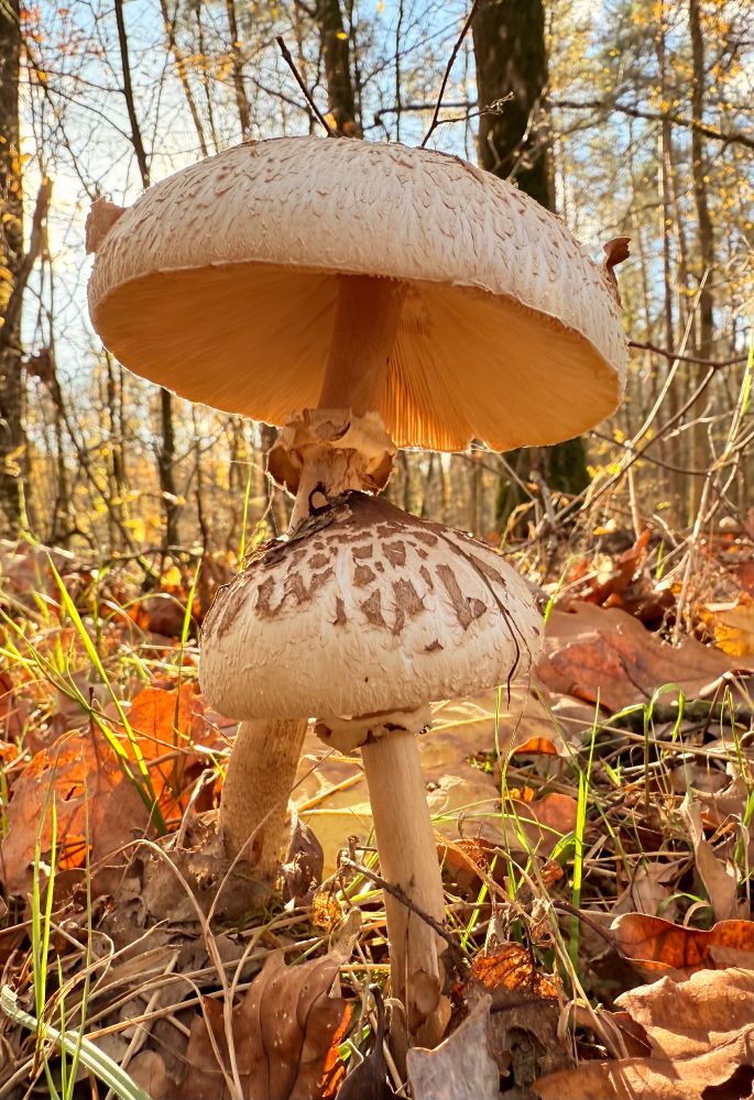 Photo of mushrooms in autumn aura.