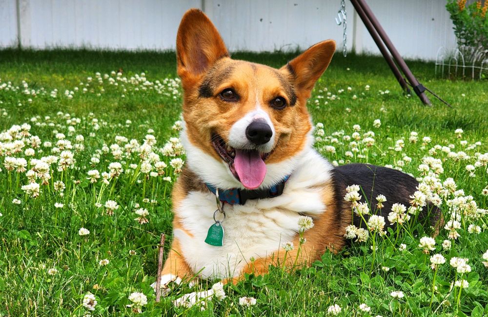 A Corgi sitting in a bed of clover.