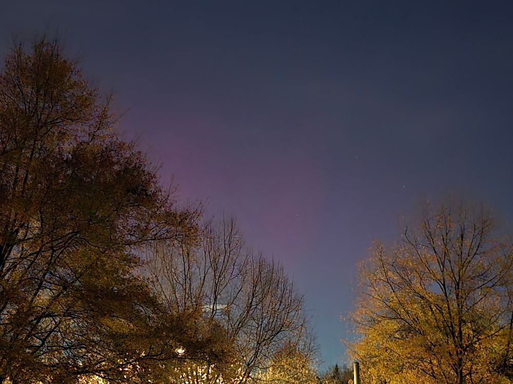 a hint of northern lights peaks through trees in a night sky.