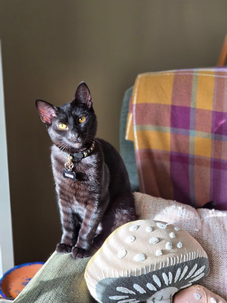 Bayou the black cat sits on the arm of a chair with sunlight highlighting her fur and making her yellow eyes stand out.
