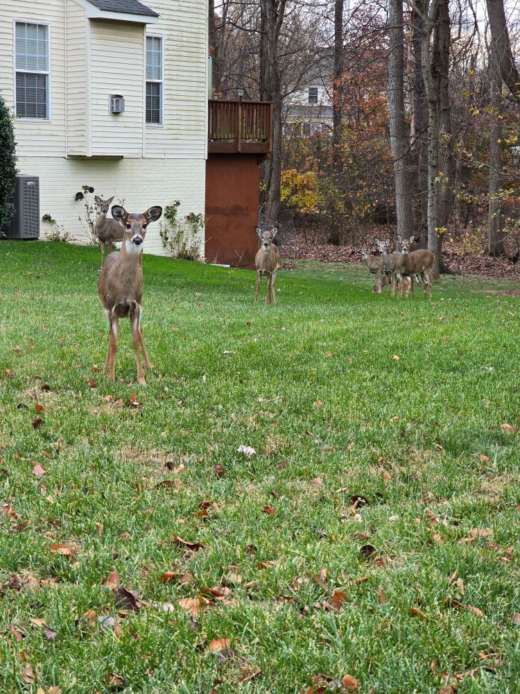 A group of deer are all staring at me in surprise. 
