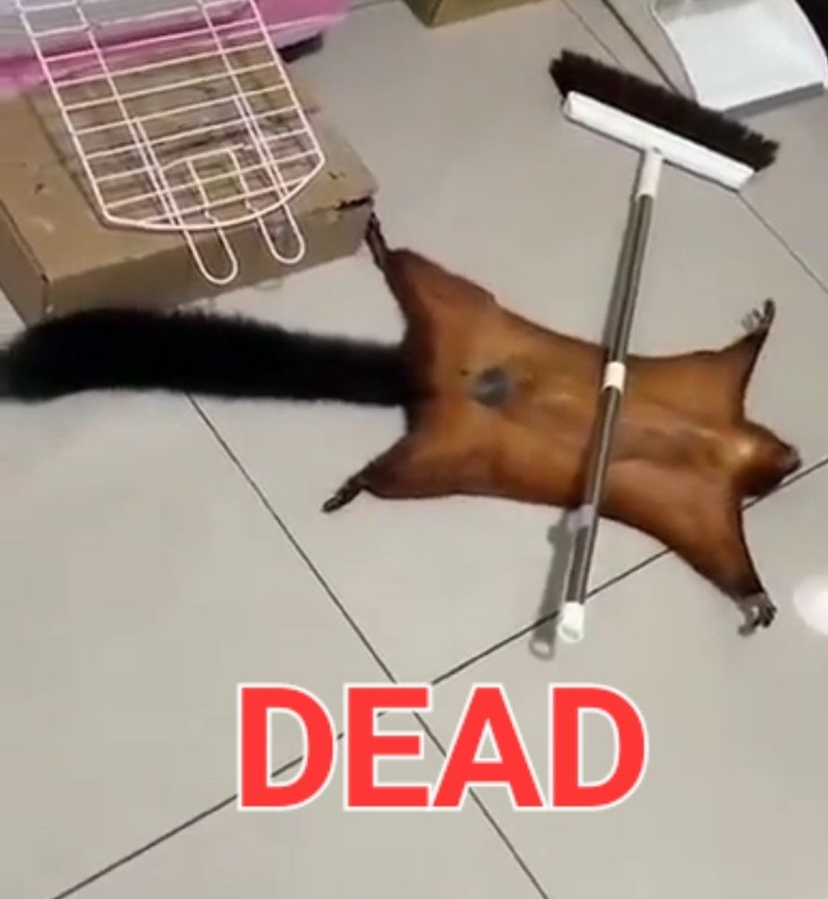a flying squirrel set up a crime scene and faked its own death.  It is sprawled out on its back with a broom handle accross its middle.