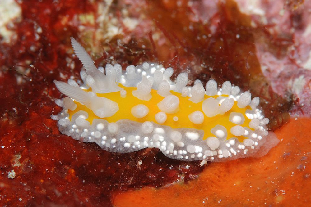 a white nudibranch, the central body is bright yellow. the body is covered in stubby white tubercules

photo by uwkwaj on inaturalist https://www.inaturalist.org/observations/65835010