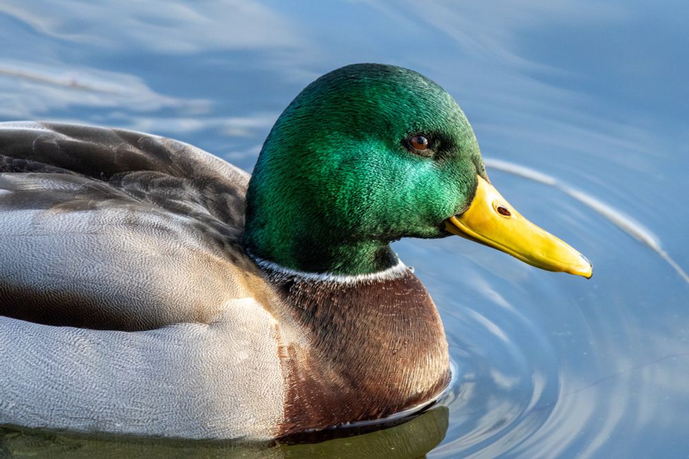 Close-up photo of a male mallard swimming in calm, shallow water