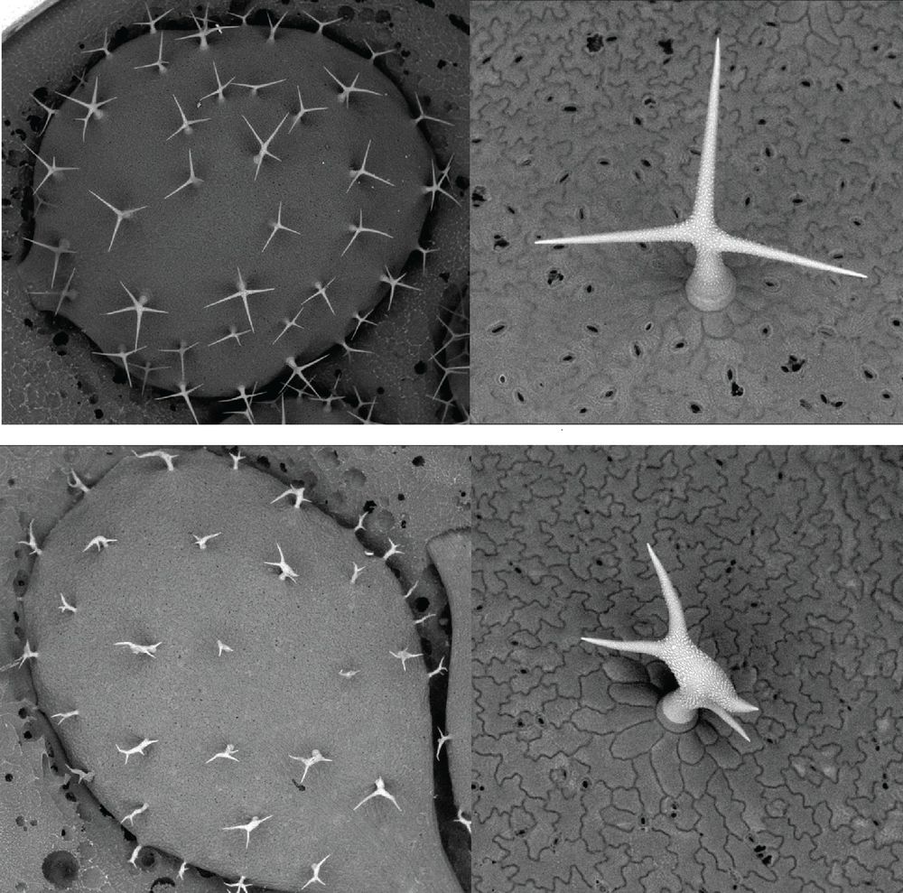 Trichomes on an Arabidopsis thaliana leaf (here shown using electron microscopy) are formed by a single cell adopting this spiked shape (top images). Arabidopsis plants without a SCAR/WAVE gene cannot form properly shaped trichomes, because their inner cytoskeleton control is impaired (bottom images). Images by Sabine Brumm.
