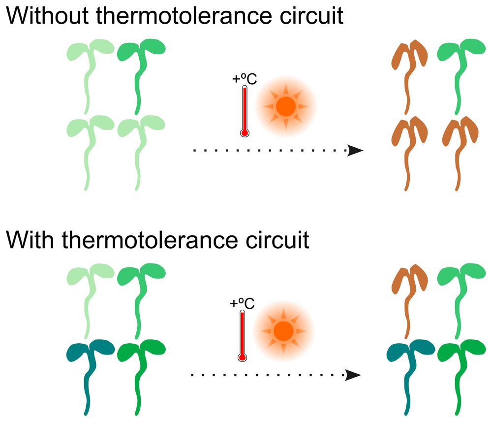 Graphic with seedlings undergoing a heat stress and illustrating how plants with thermotolerence have a higher survival rate. Gene circuits will be tested for their ability to enhance traits like thermotolerance and drought resistance in Arabidopsis thaliana plants. Graphic by Chris Micklem.