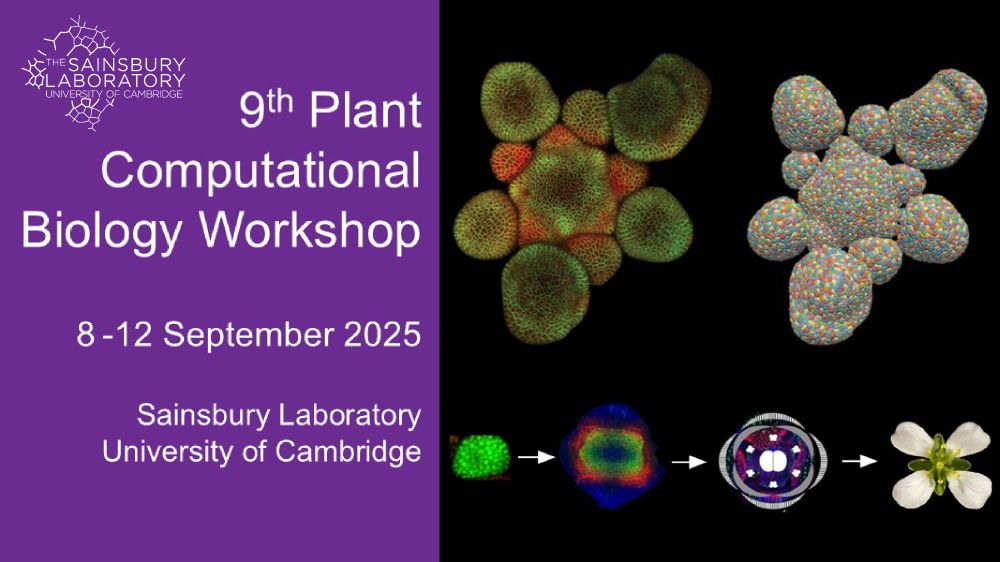 Promotional poster with microscopy and computational images of arabidopsis floral meristem. 9th Annual Computational Biology Workshop
8-12 September, 2025
Sainsbury Laboratory, Cambridge