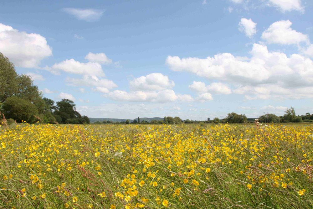 A wide meadow filled with bright yellow wildflowers under a blue sky with scattered white clouds, bordered by green trees in the distance. Photo credit: Chris Harris.