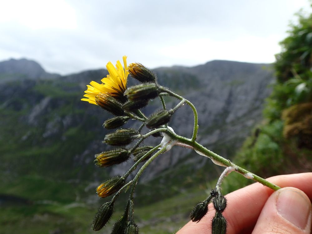 Snowdonia Hawkweed with a bright golden yellow flower produced at the end of long, delicate stem. There is a mountainous backdrop behind the flower.

