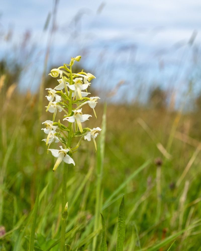 Close-up of a Butterfly Orchid with multiple blossoms in a grassy field, set against a blurred background of grass and a partly cloudy blue sky.