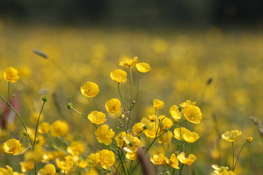 The image shows a field of meadow buttercup in bloom. The flowers are small, with delicate petals and are densely packed, creating a vibrant yellow sea. The background is blurred, emphasising the foreground flowers.