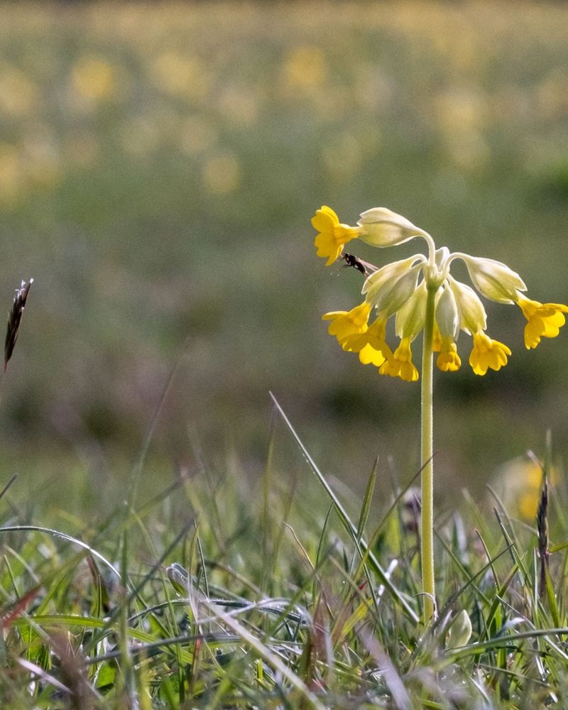Close-up of Cowslip with multiple small blossoms in a grassy field, featuring an insect on one blossom and a blurred background of scattered yellow flowers.
