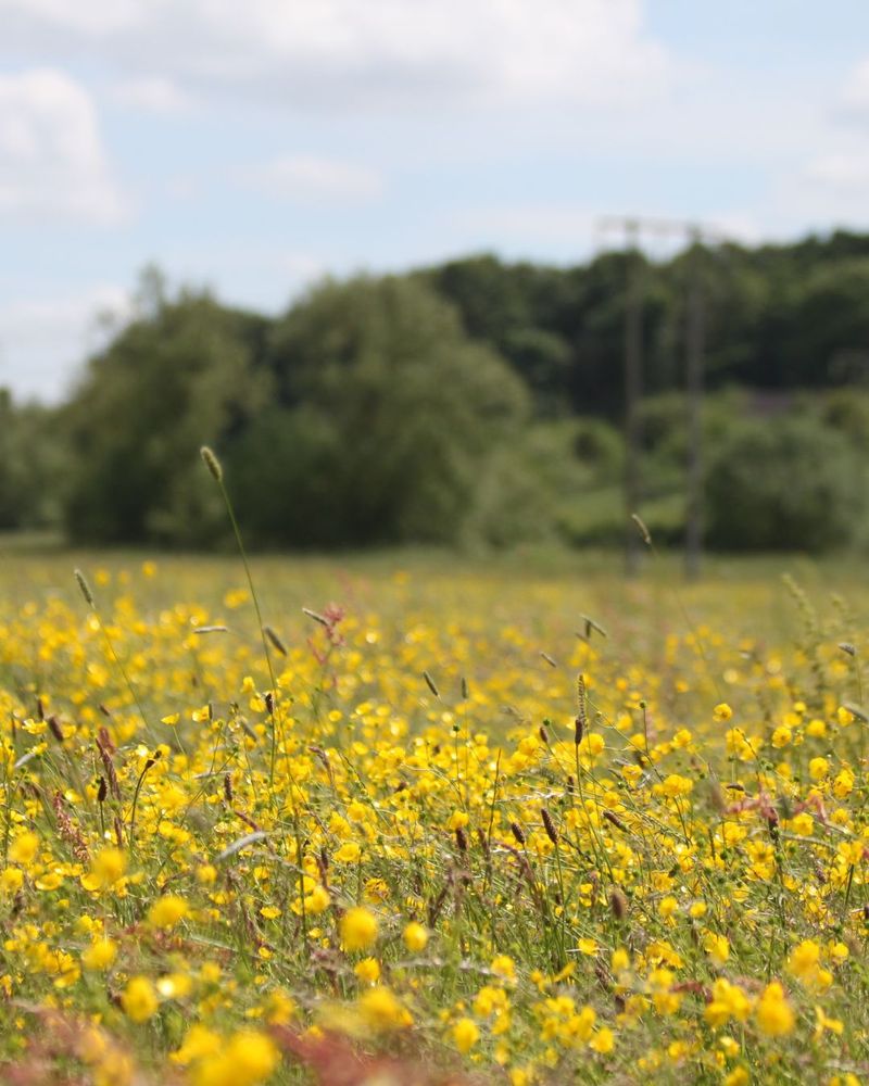 Field of yellow wildflowers with green trees in the background under a partly cloudy sky.