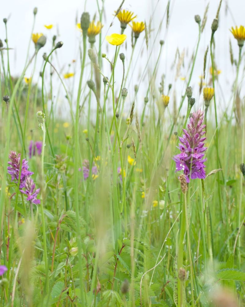 Field of wildflowers such as orchids, and buttercups prominent in the foreground, set against lush green foliage and an overcast sky.