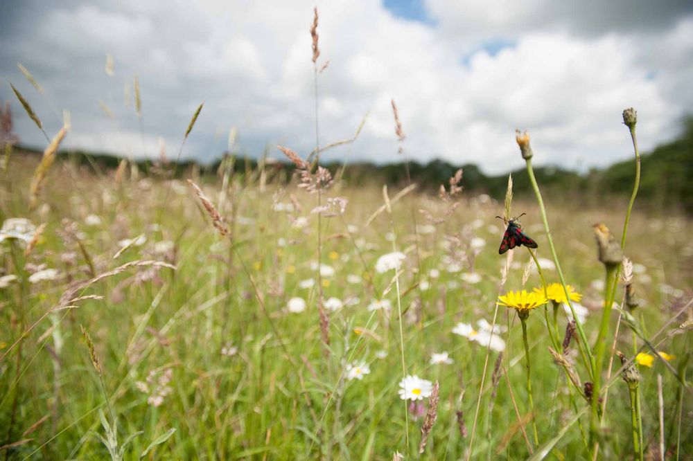 The image shows a close-up view of a meadow with various wildflowers and grasses. A  burnet moth is perched on a rough hawkbit flower. The background features more wildflowers and grasses, with trees visible in the distance under a partly cloudy sky.