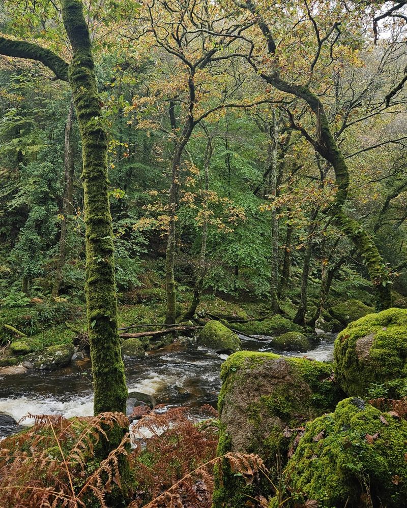 Lush autumnal forest scene with a moss-covered stream flowing through dense foliage, surrounded by green trees, plants, and shrubs in a serene, natural setting.