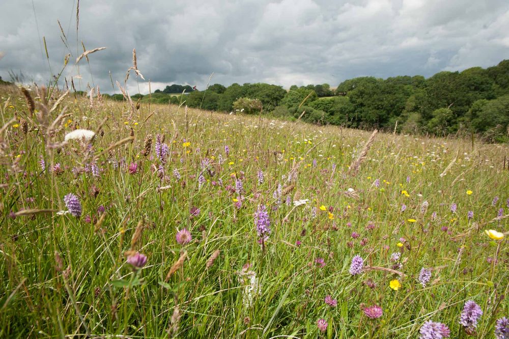 A lush meadow filled with various wildflowers and tall grasses. The flowers are predominantly purple, yellow, and white. In the background, there is a dense line of trees under a cloudy sky. The scene appears to be in a rural area with rolling hills in the distance.