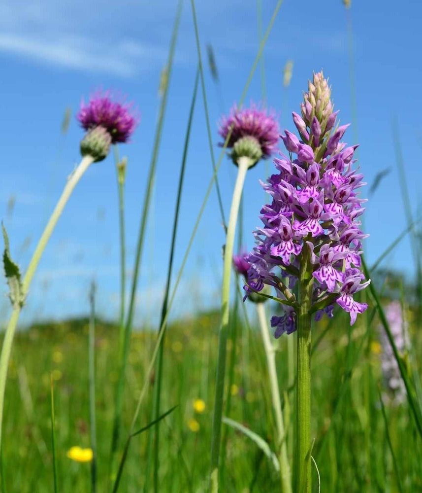  vibrant meadow with various wildflowers in bloom. The foreground features a Common Spotted Orchid, surrounded by green grass and yellow flowers. In the background, there are more purple flowers on long stems against a clear blue sky with a few wispy clouds.