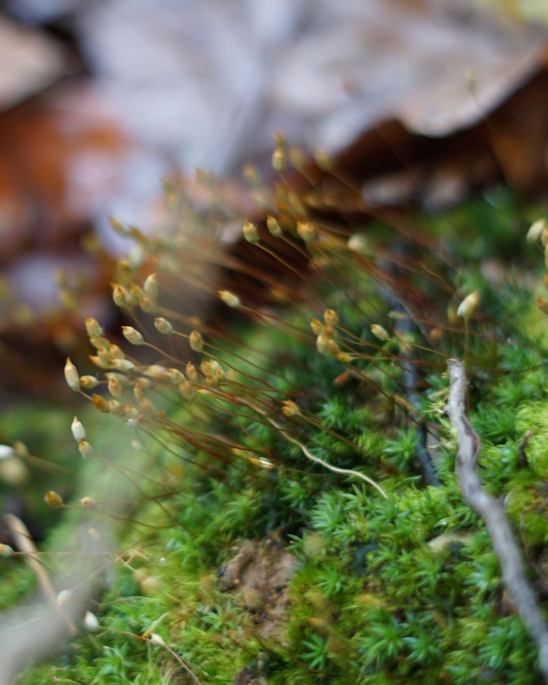 Close-up of moss with delicate stalks and spore capsules, set against a blurred background with brown leaves and natural elements.