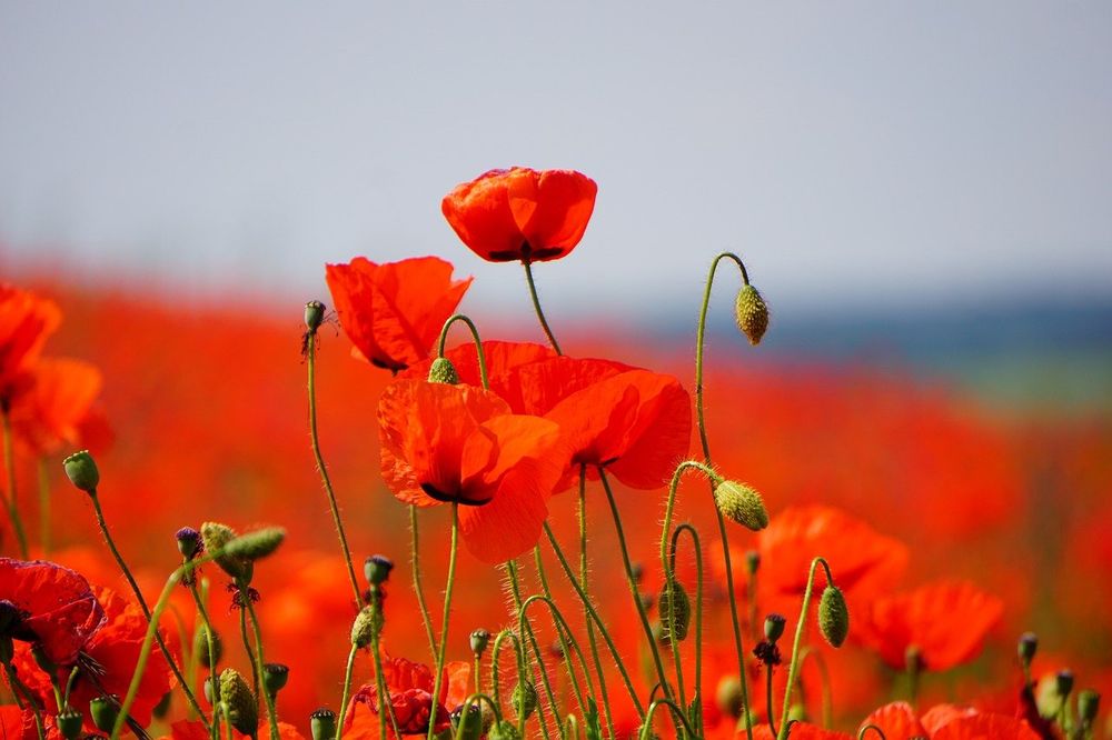 Field of poppies. Image by Tina from Pixabay