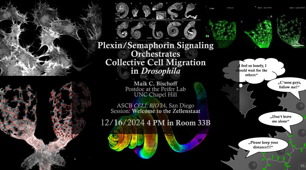 The title of my talk is Plexin/Semaphorn Signaling Orchestrates Collective Cell Migration. It will be on 12/16 at 4PM in Room 33B!