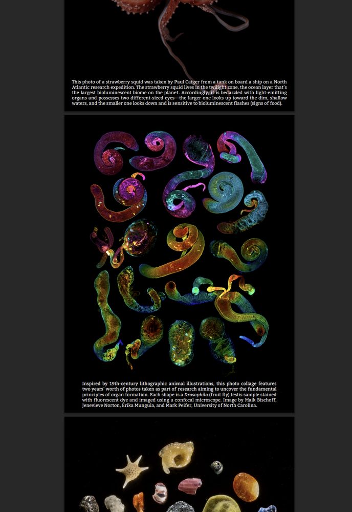 Our Drosophila testis collage in the Journal "Paper Airplane" that you can purchase by donating a small amount to a non-profit organization.