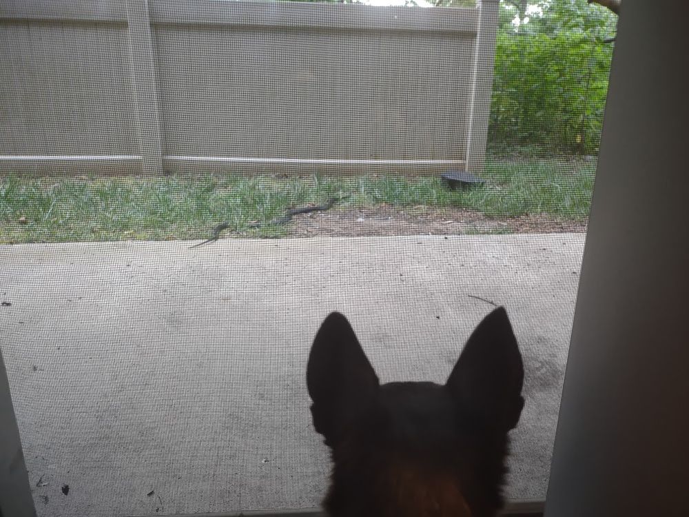 The back head of a tiny dog looking through a screen door at a four-foot-long snake