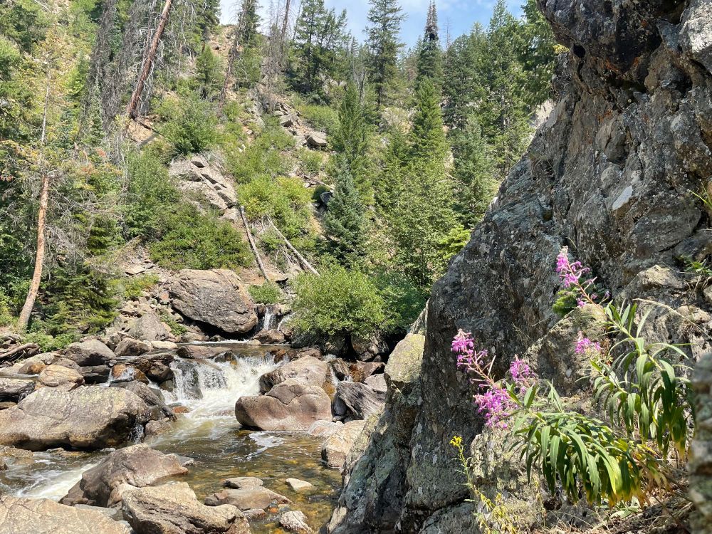 Photo. Pine trees rising over a small cascade of a rocky creek with a stone outcrop in the foreground and five, shaggy and columnar pink bunches of flowers plus one tiny yellow. 