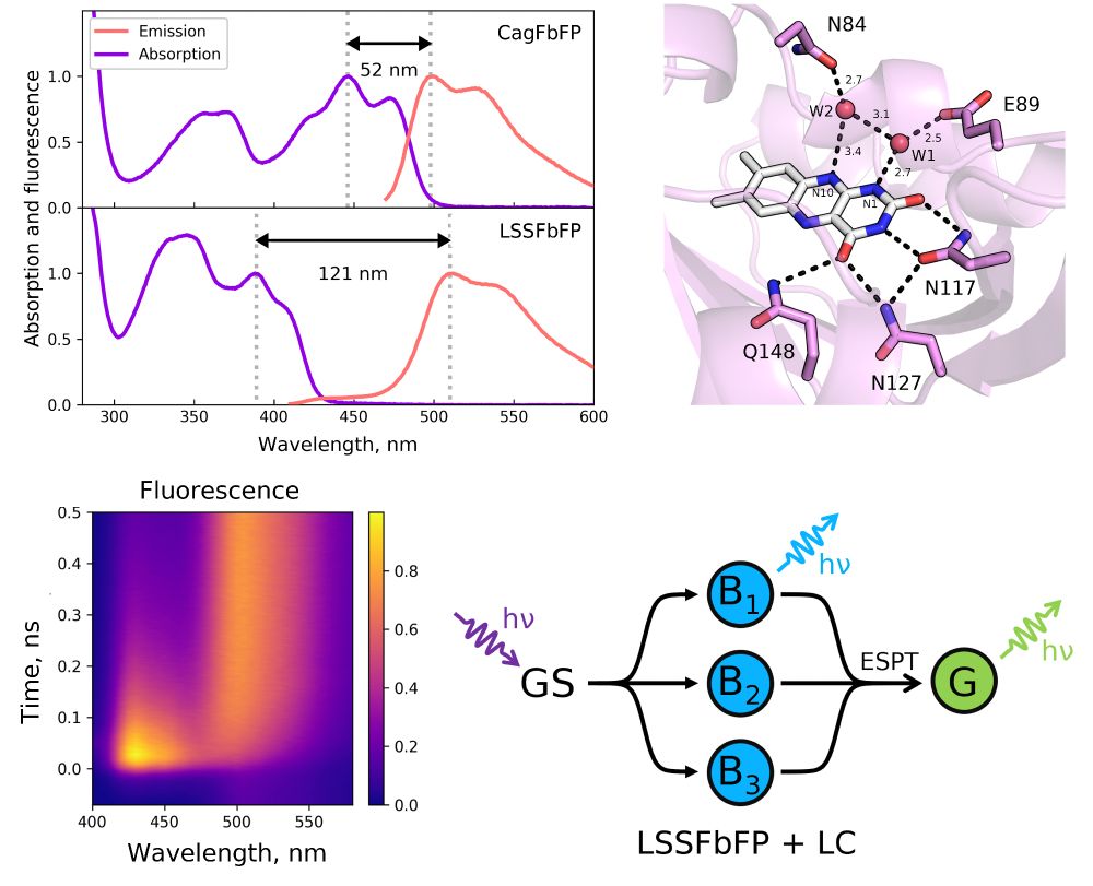 Absorption and fluorescence emission spectra, crystal structure, time-resolved fluorescence data and excited state proton transfer model for a new flavin-binding protein
