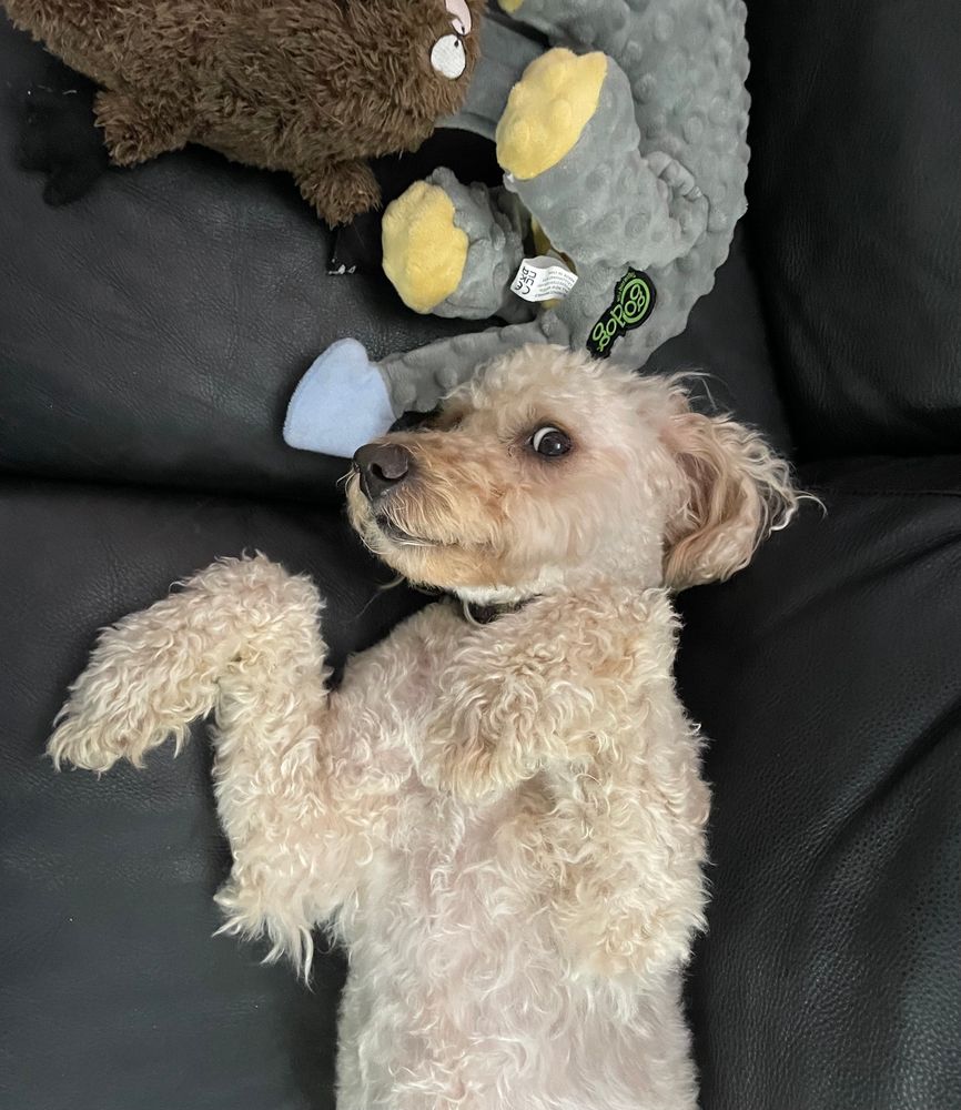 Dog being weird
