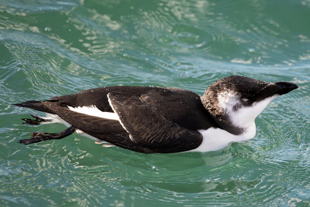 Razorbill in water