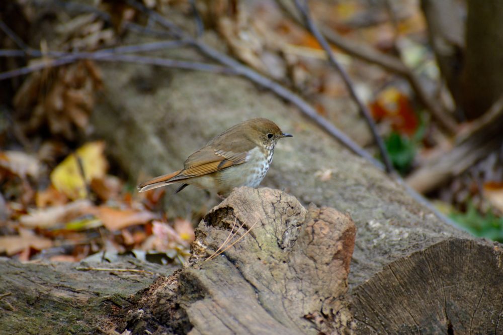 birding standing on branch