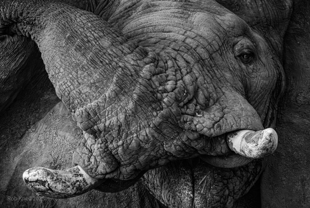 Black and white close up of an elephant with short, wide tusks. The trunk is raised and flopped over its right shoulder.