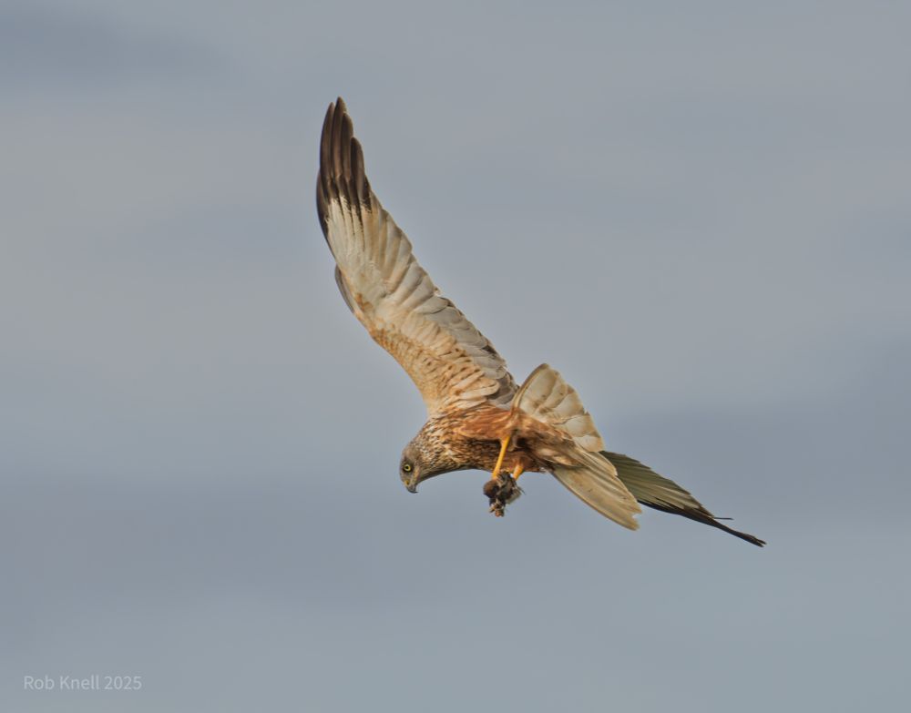 Male marsh harrier turning away from the camera lit by the early morning sun against a pale grey cloudy sky