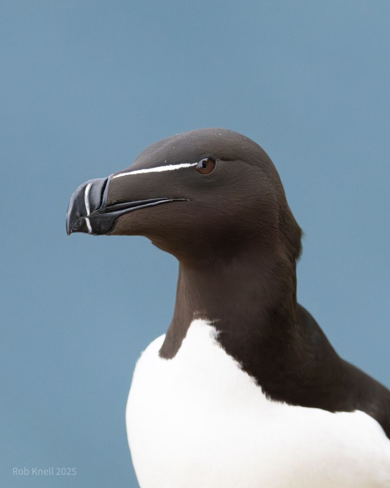 A razorbill—white chest, very dark brown to black head, white stripe from the beak to the eye—against a blue-grey background.