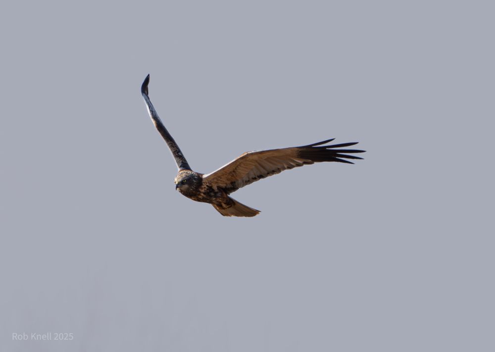 A Marsh Harrier in flight. It's a male so the wings are white with black tips.