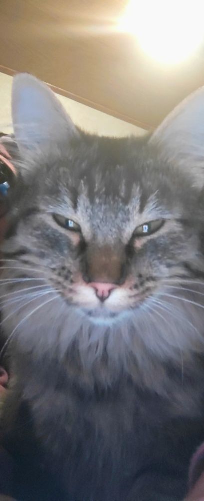 A long-haired, black and gray tabby cat with brown-green eyes and a pink nose is facing the camera. Her eyes are narrowed like she is glaring at whoever she is looking at.