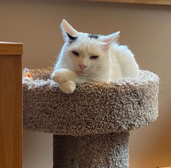 A white cat with black spots loafing and a cat tower with his front paws crossed and his chin resting on one arm. He looks very sleepy.