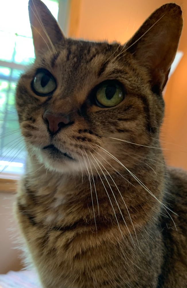 A brown tabby cat looking longingly into the middle distance
