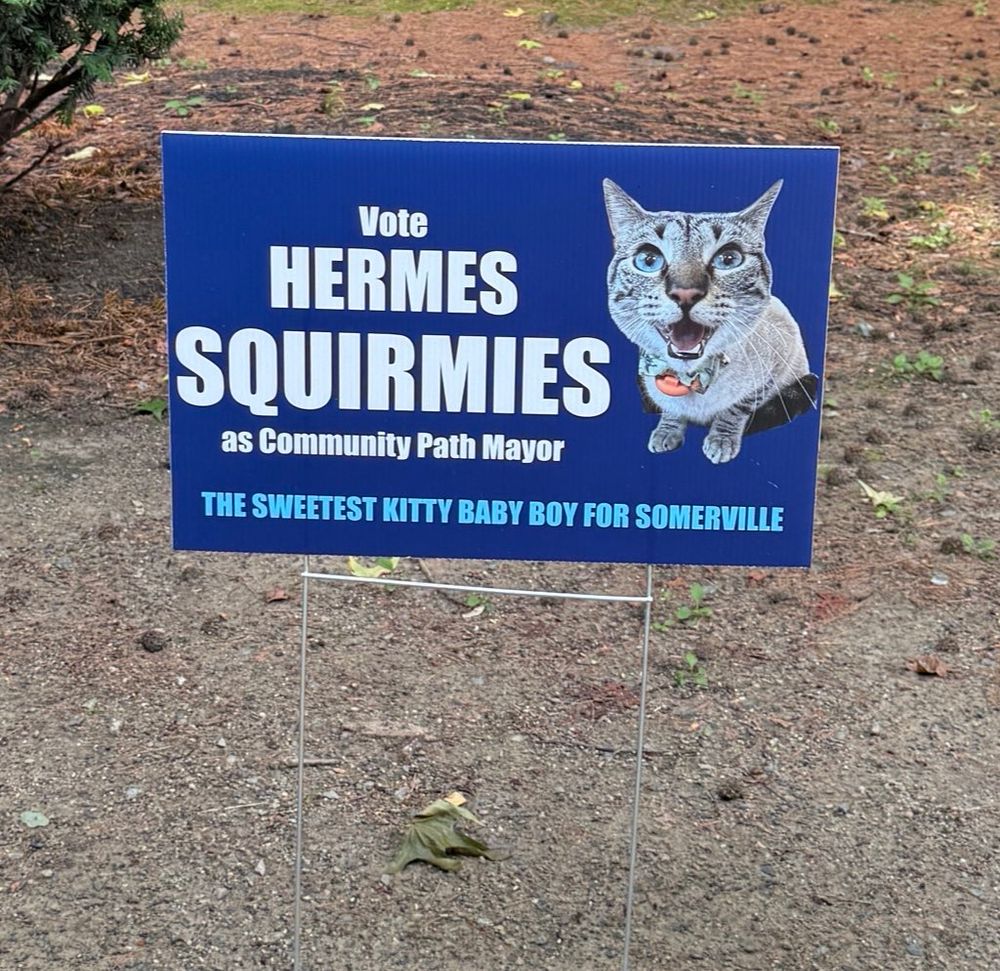 a sign for a cat running for cat mayor named hermes squirmies