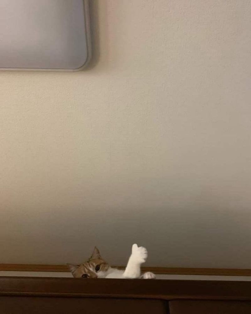 A cat hiding behind a shelf so that you can only see the top half of its body and it’s clearly doing a thumbs up sign
