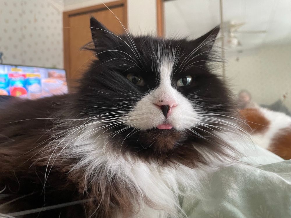 a beautiful fluffy black and white cat doing the smallest blep 
