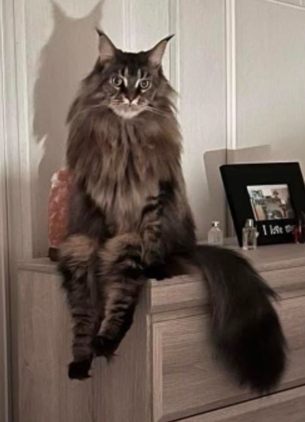 close up of the cat. his paws are at his sides on the dresser like hands. it’s very odd.