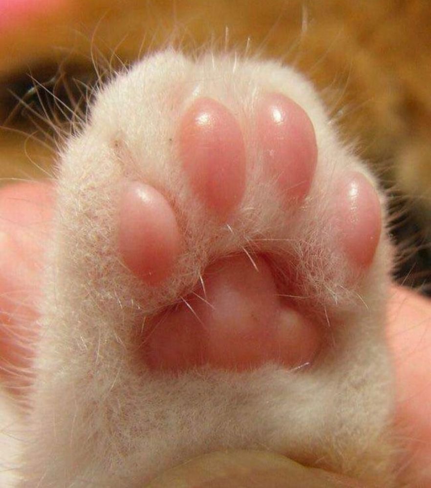 a cat paw with gleaming pink toe beans 